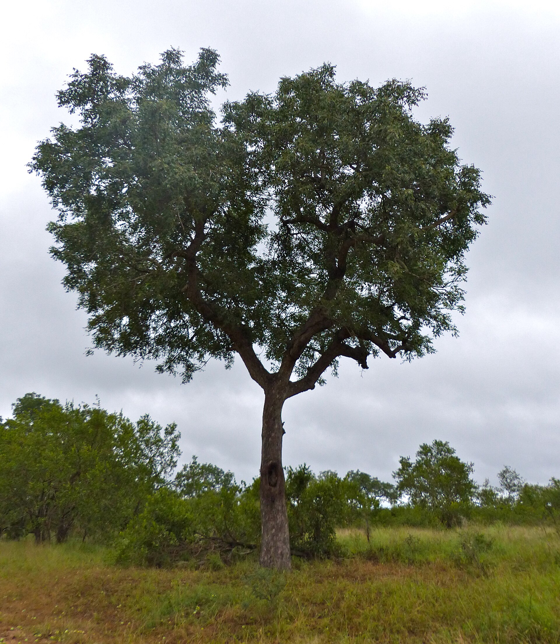 Marula tree, source of Shining-Light's cold-pressed oil
